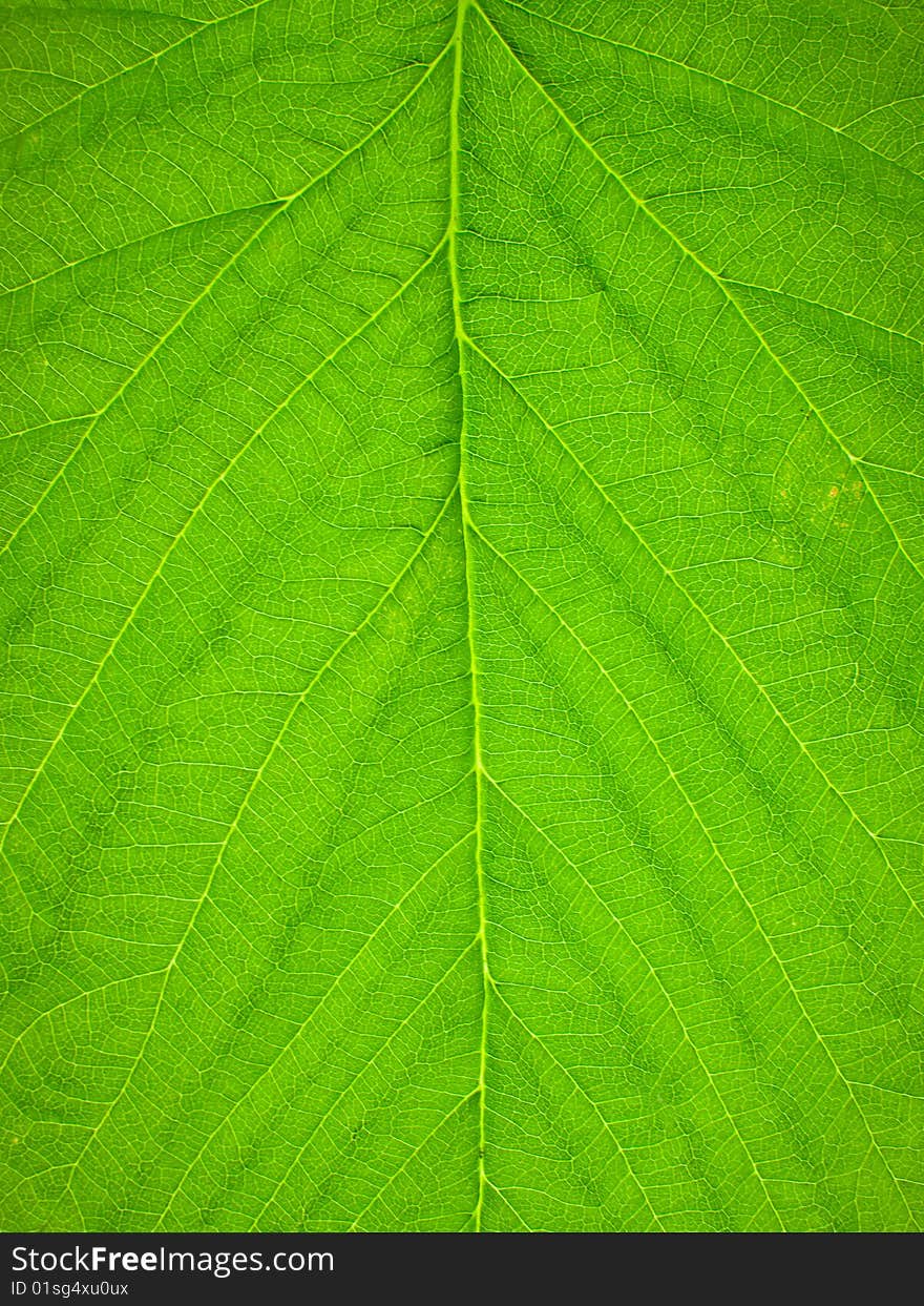 Green raspberry leaf as background. Green raspberry leaf as background.