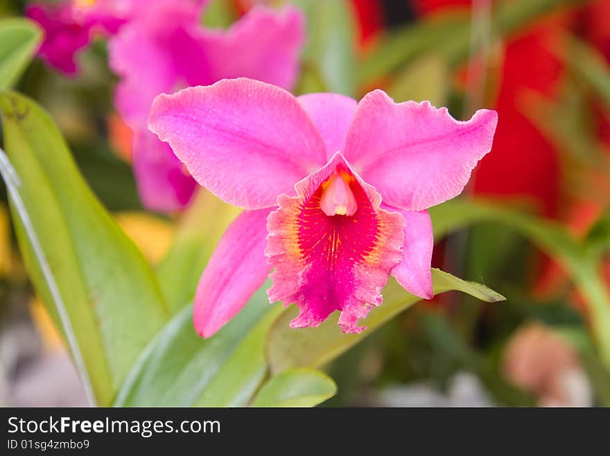 Beautiful orchids in the garden