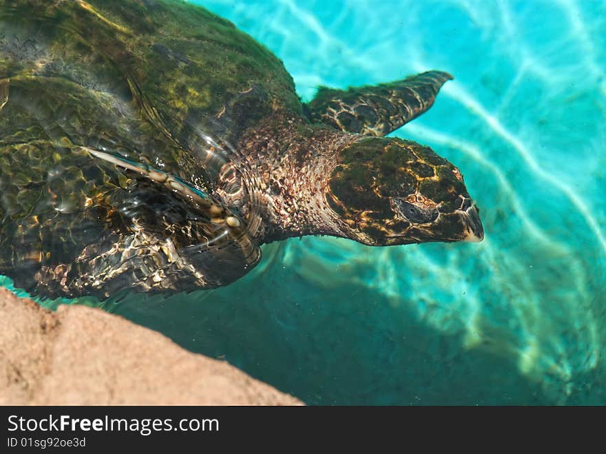 The green turtle (chelonia mydas)