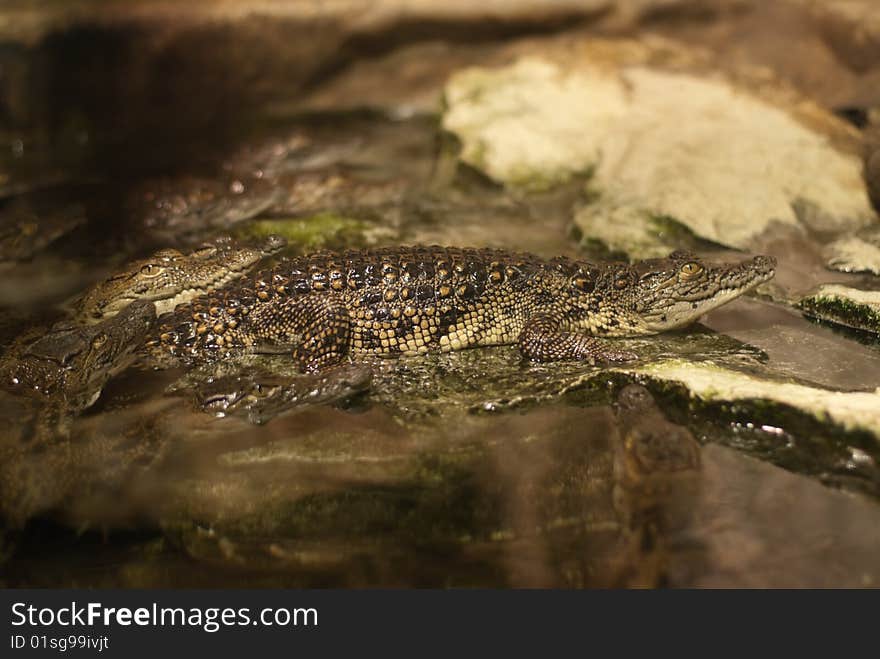 The Young Caiman