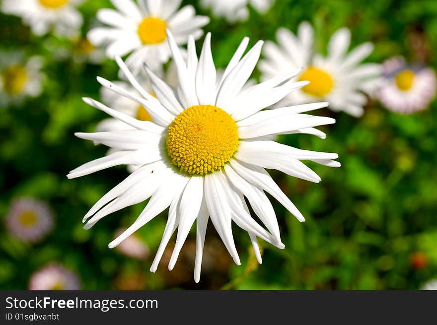 Close-up image of the camomiles