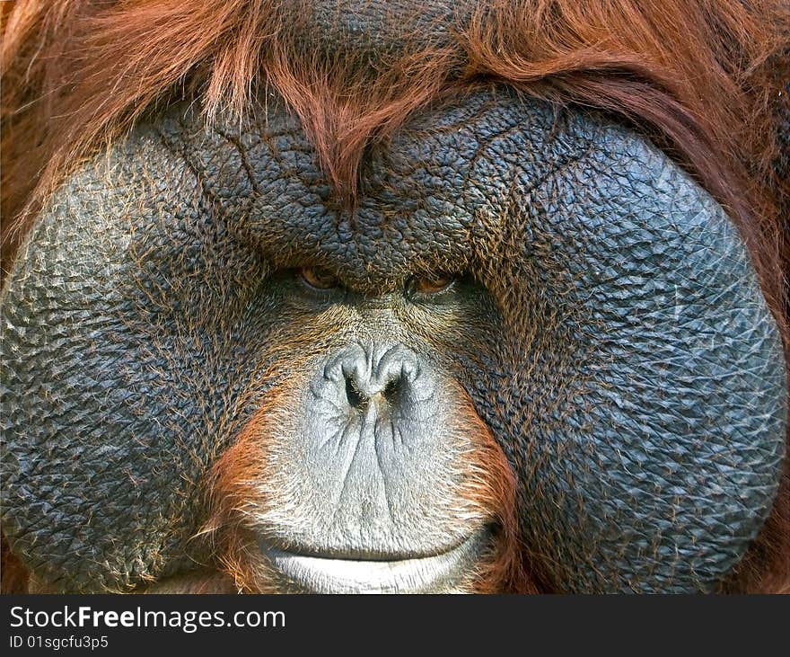 The Muzzle of Orangutan close-up