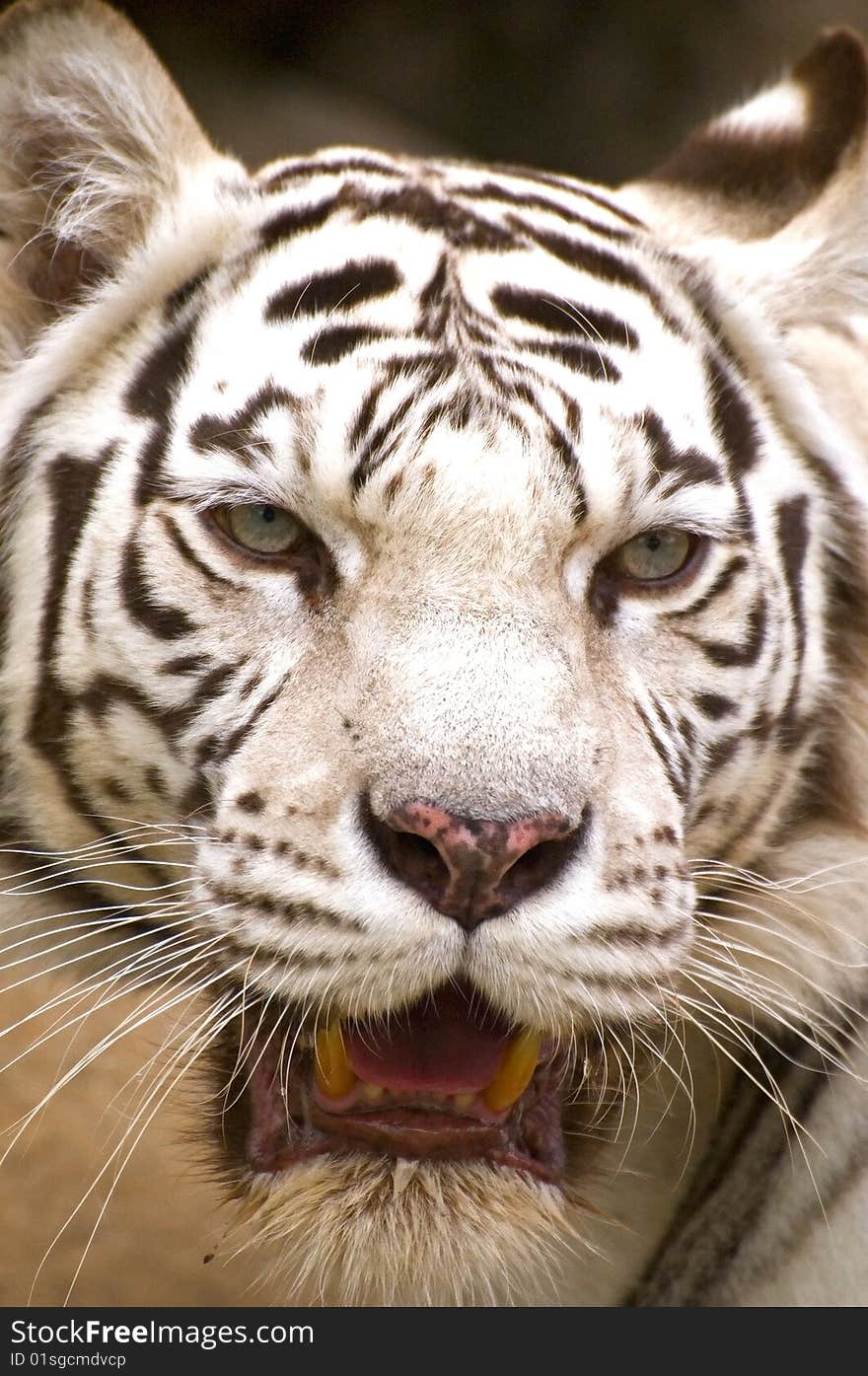 Muzzle of White Bengal Tiger