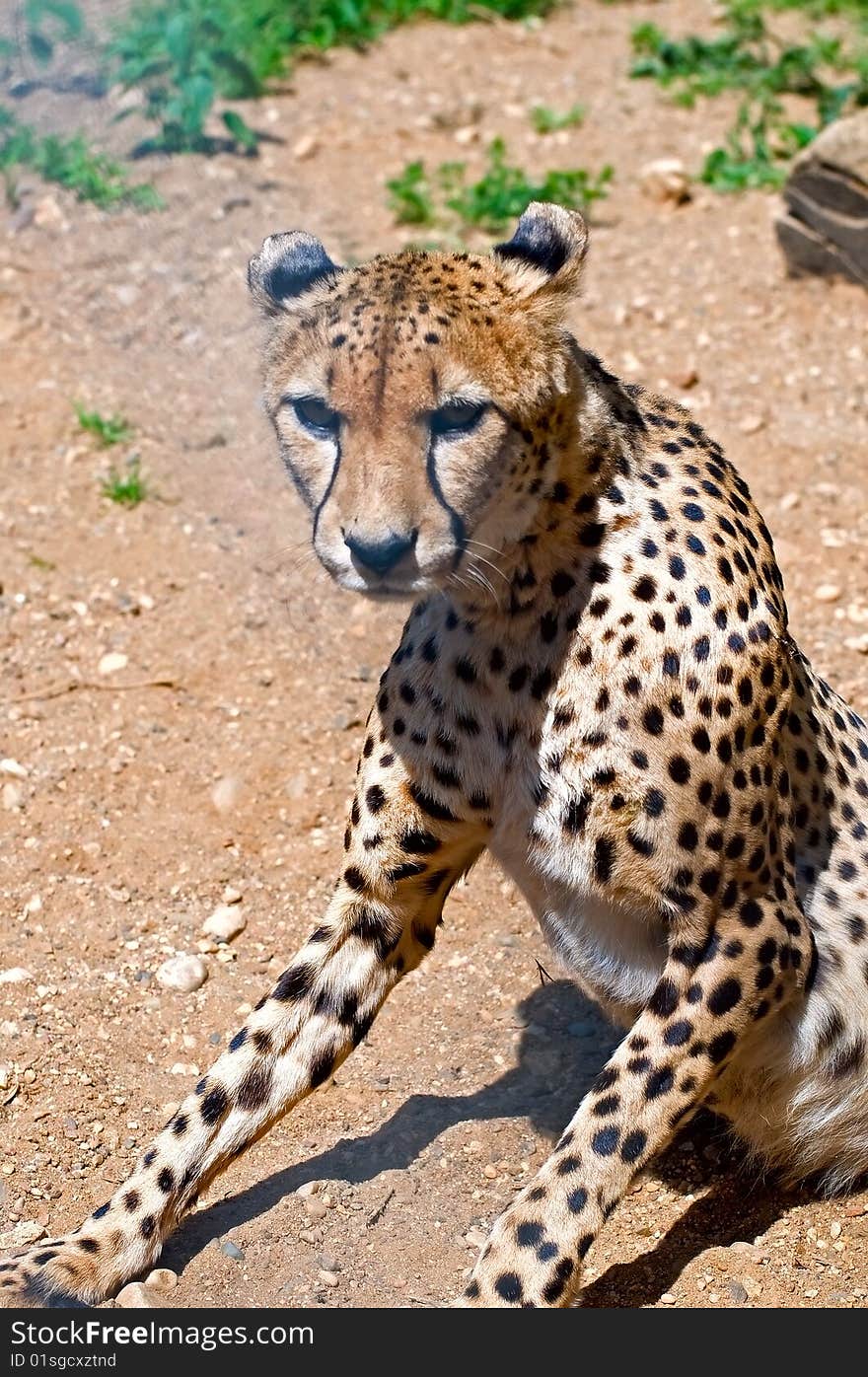 The image of cheetah close-up. The image of cheetah close-up