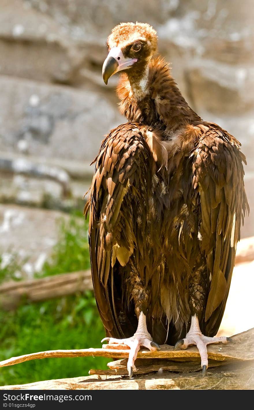 Black vulture