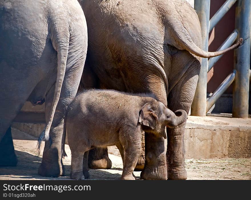 Baby elephant with two big elephants