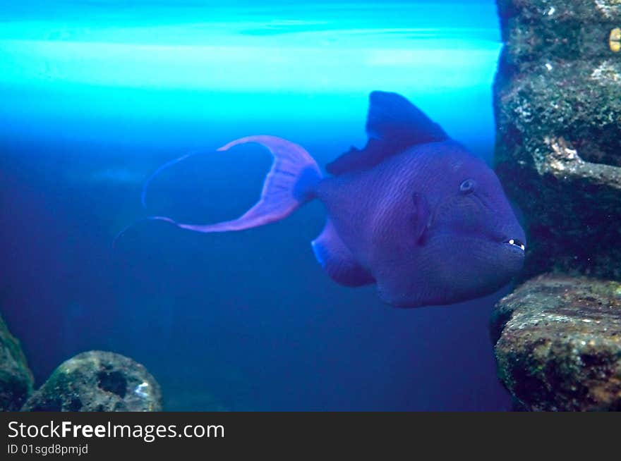 Redtoothed Triggerfish