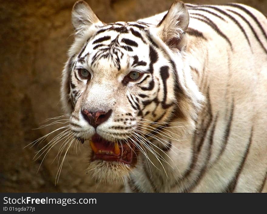 White Bengal Tiger close-up image