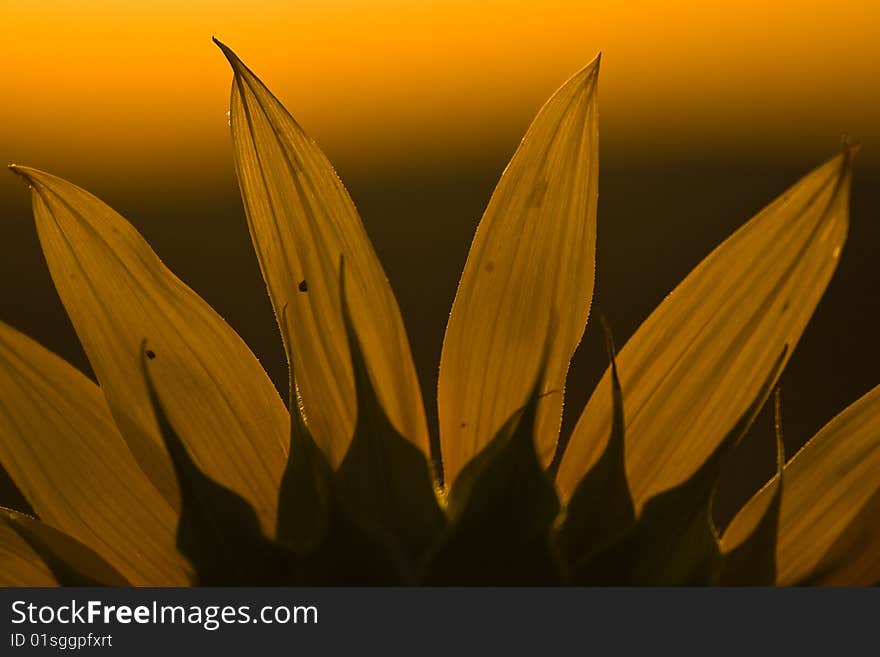 Sunflower meeting rising sun on background. Sunflower meeting rising sun on background