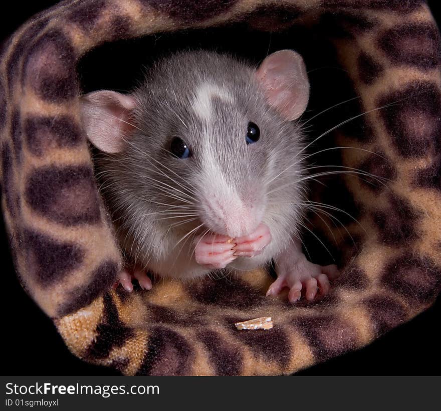 A baby dumbo rat is eating some puffed cereal. A baby dumbo rat is eating some puffed cereal.