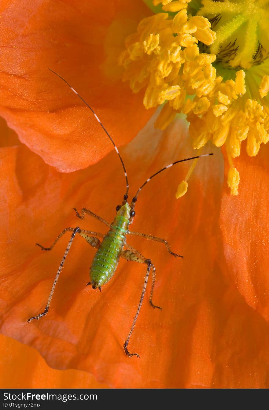 Tiny Insect On Poppy