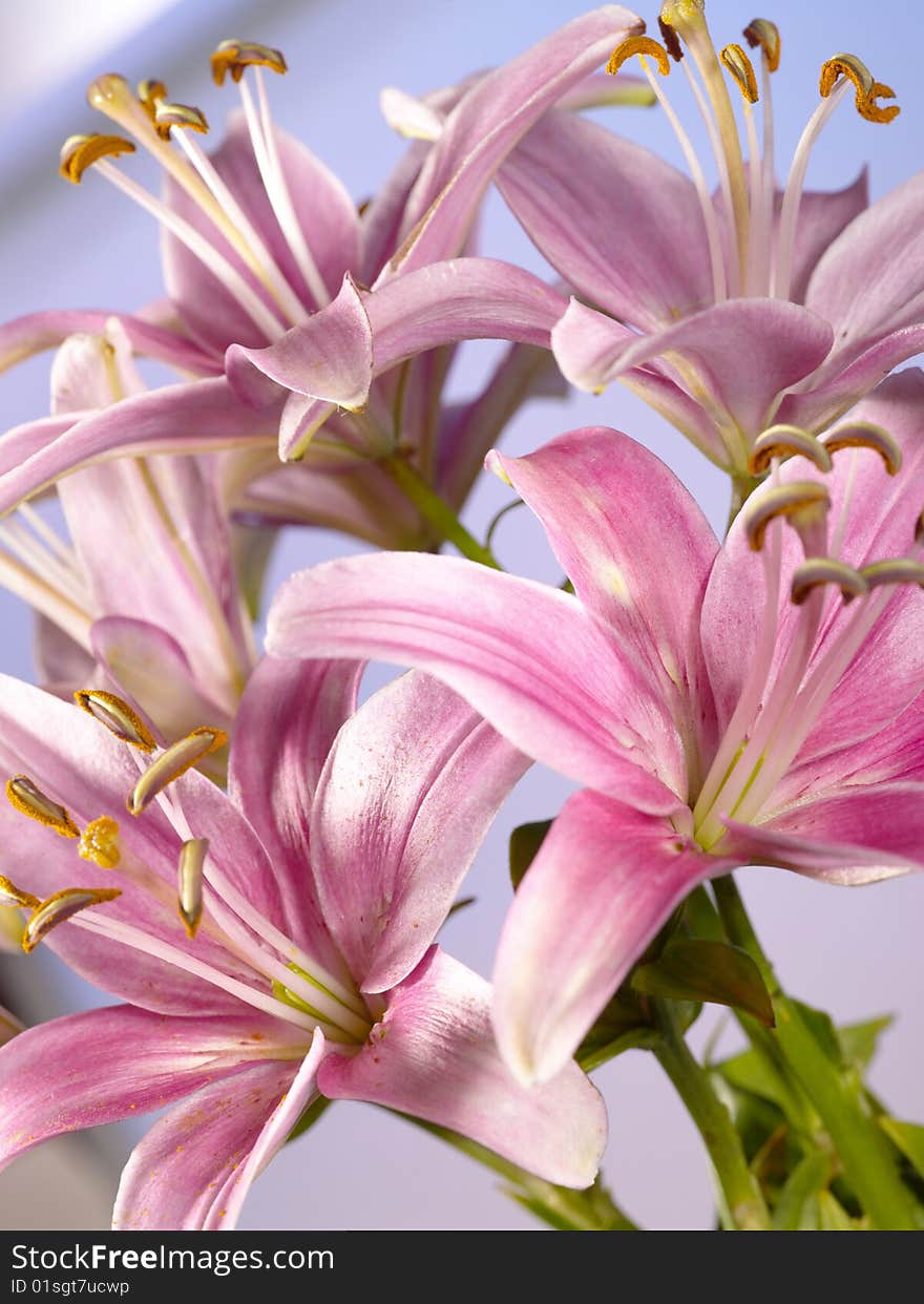 Lily flower as background for your design. Lily flower as background for your design