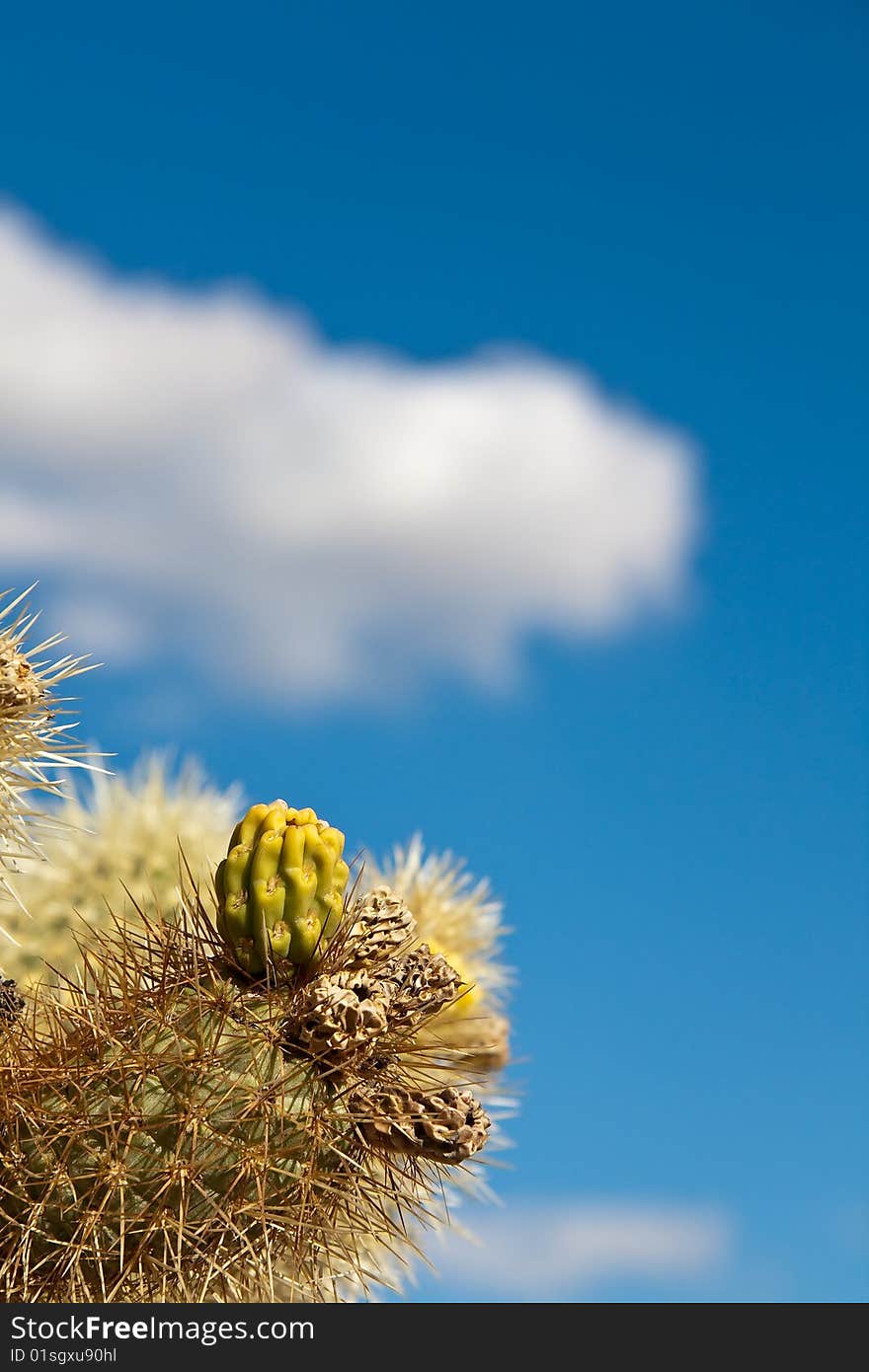 Jumping Colla Cactus Detail