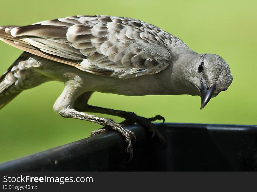 Hungry great bowerbird in Kakadu National Park, Australia. Hungry great bowerbird in Kakadu National Park, Australia.