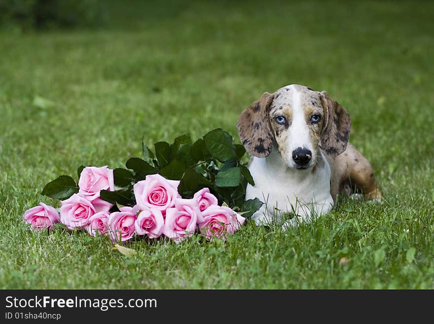 Portrait of beautiful dog outdoor