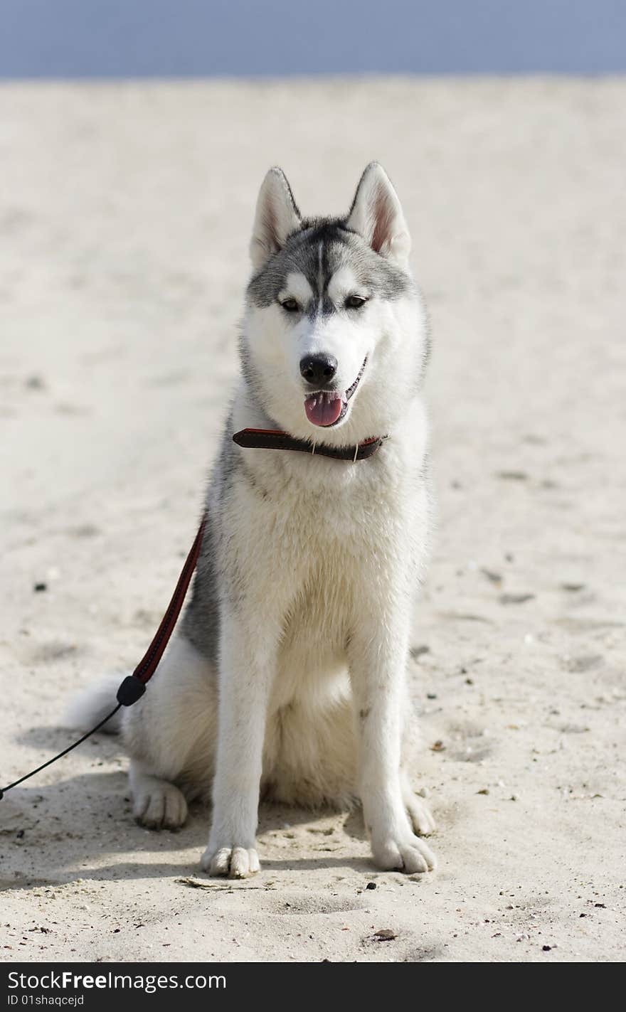 Portrait of dog - siberian husky