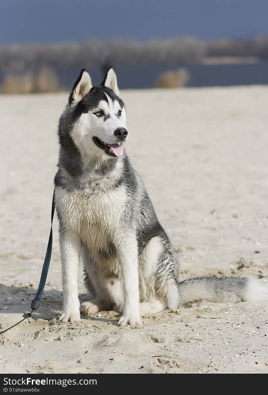 Portrait of siberian husky outdoor. Portrait of siberian husky outdoor