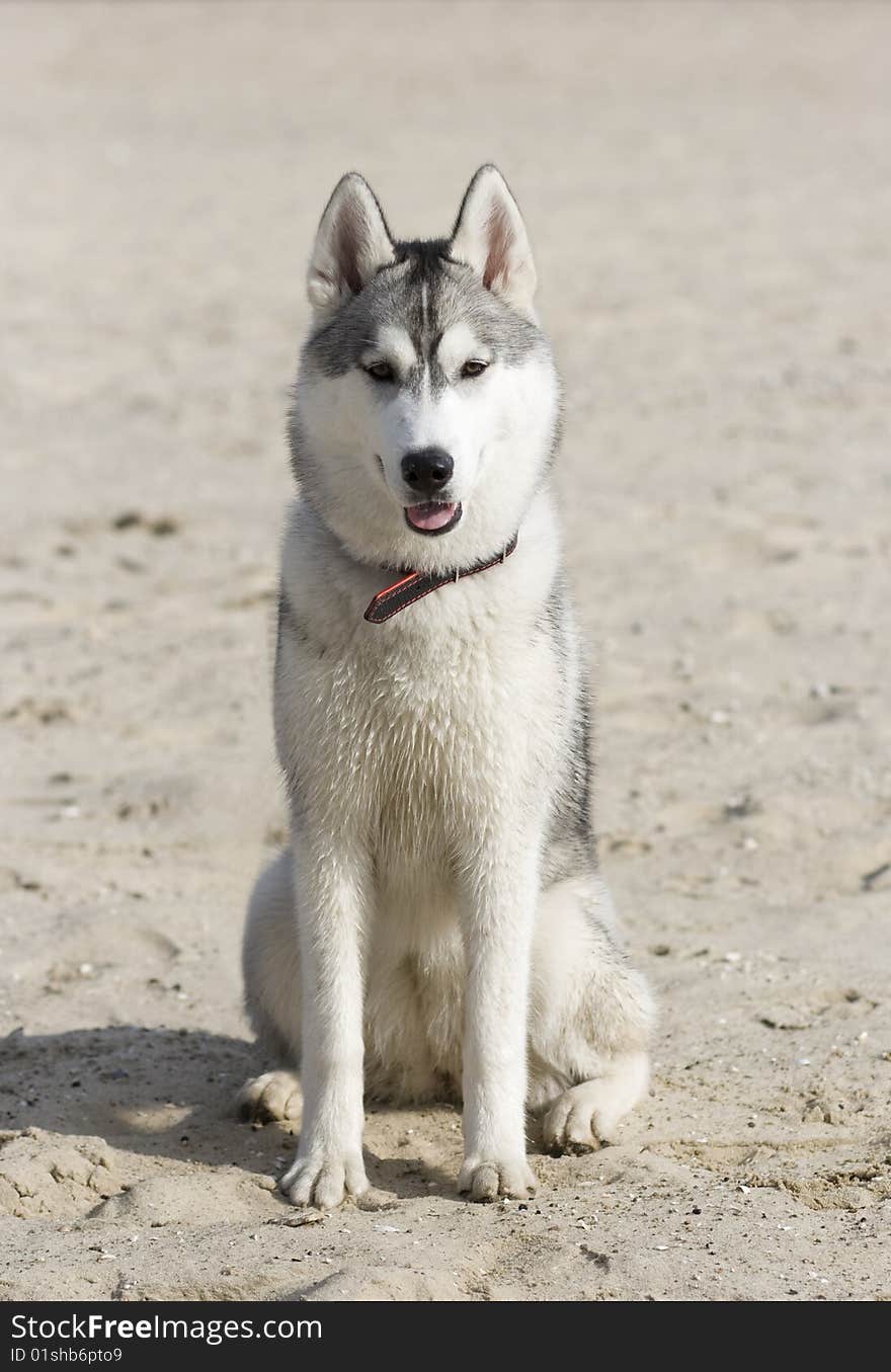 Portrait of beautiful dog outdoor