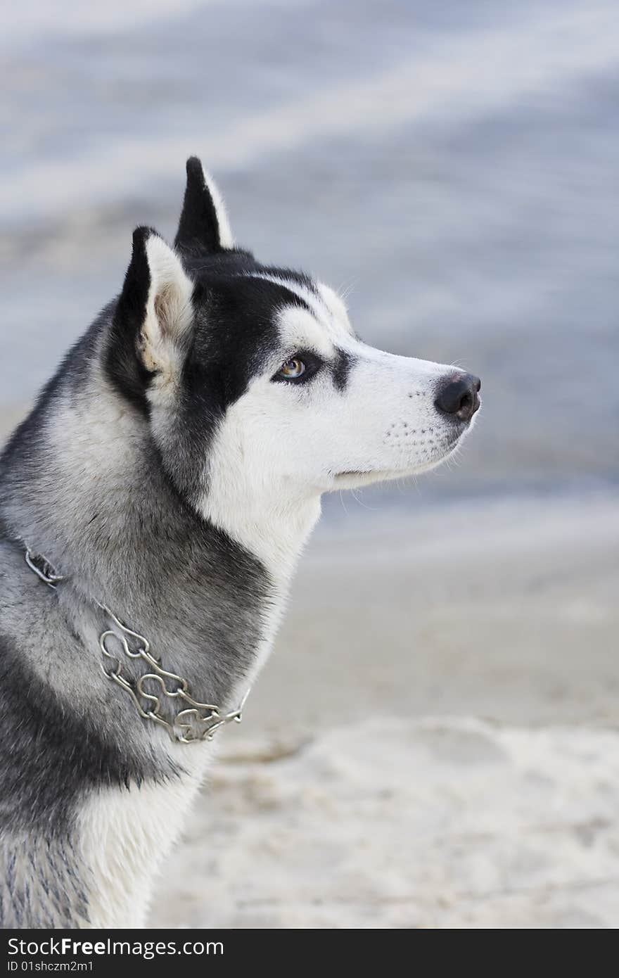 Portrait of siberian husky outdoor. Portrait of siberian husky outdoor