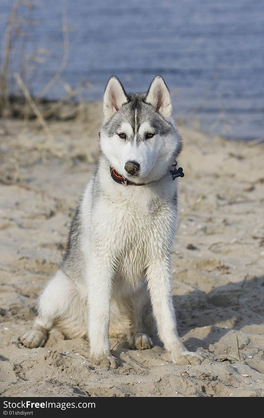 Portrait of siberian husky outdoor. Portrait of siberian husky outdoor