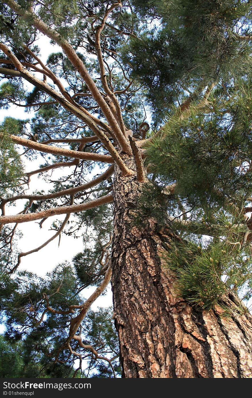 Genealogical tree rising up high in the sky