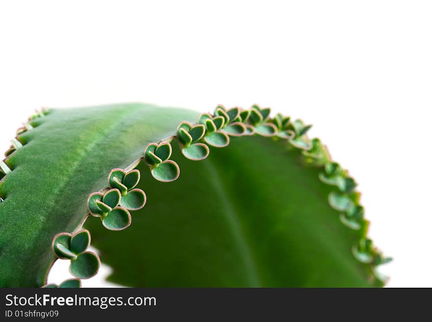 Green leaf isolated on white