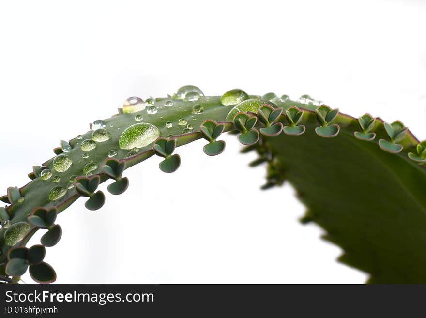 Green leaf isolated on white