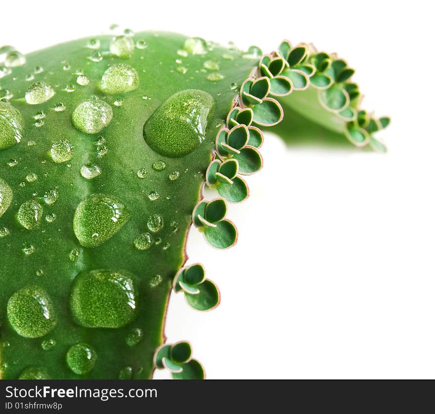 Green leaf isolated on white