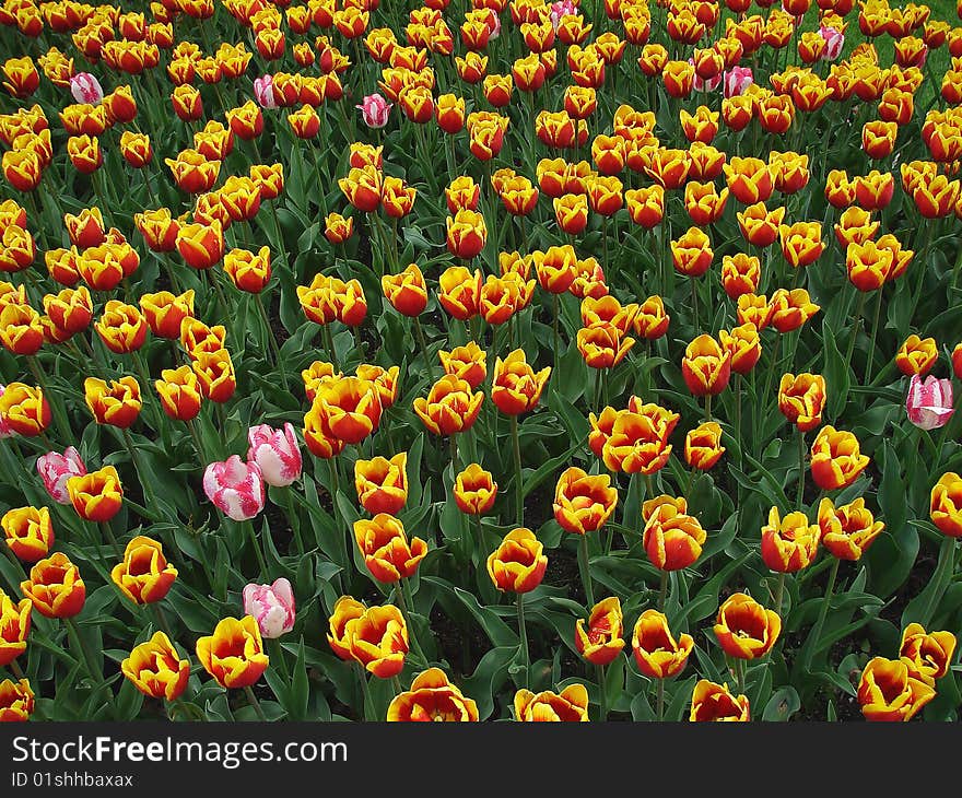 Tulips