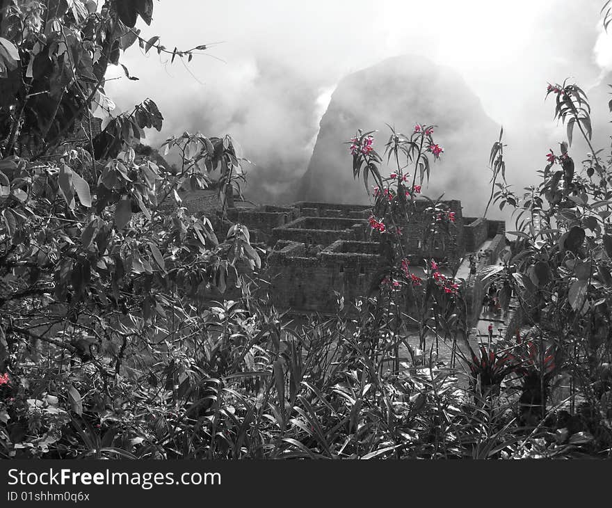 Machu Picchu Behind Pink Flowers