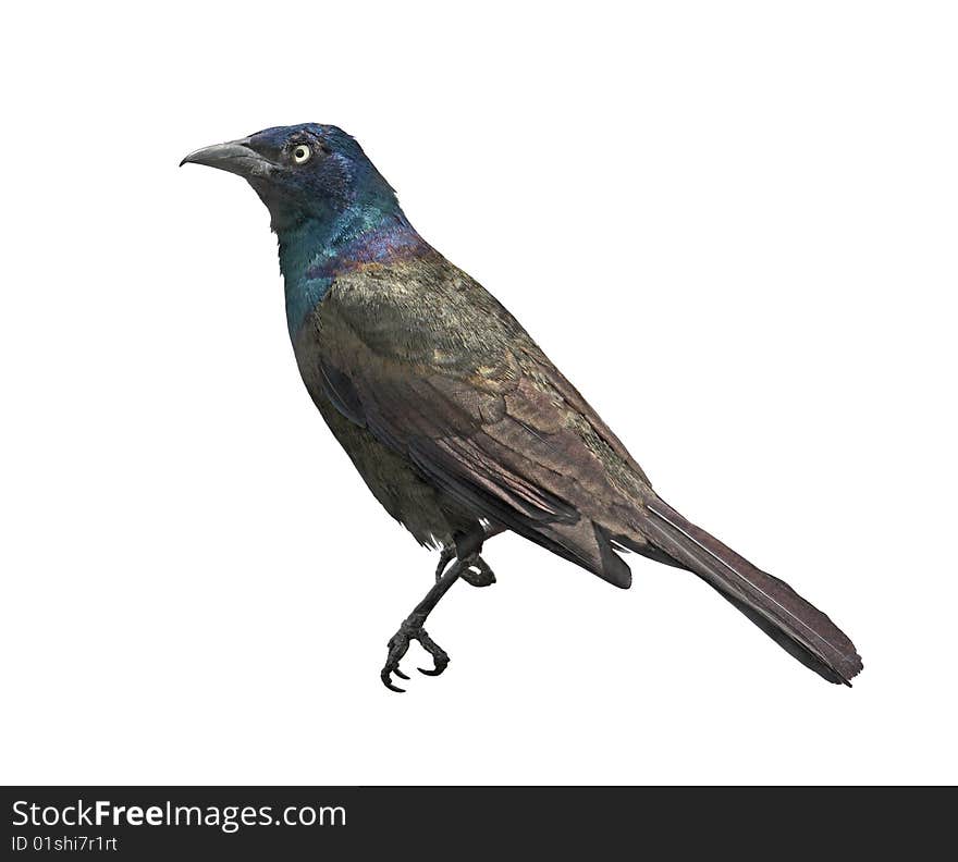 Common Grackle (Quiscalus Quiscula)