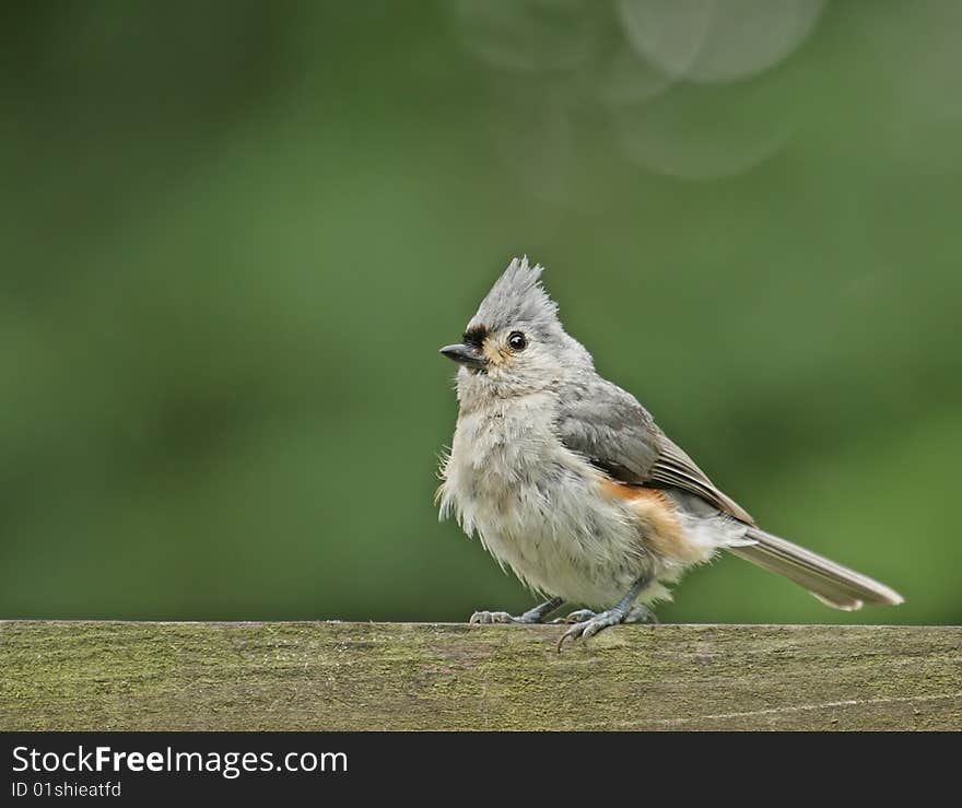 Tufted Titmouse (Baeolophus Bicolor)