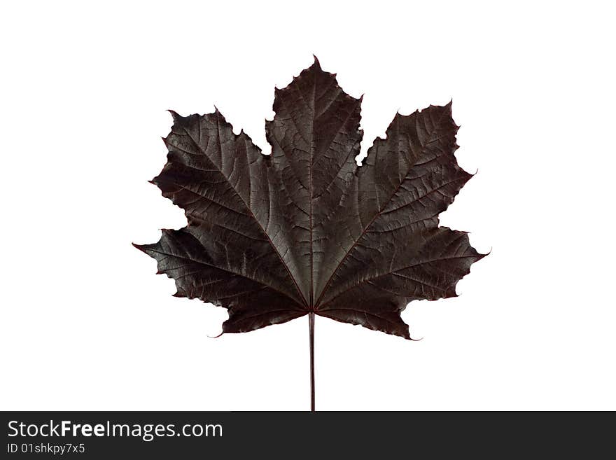 Canada maple leaf isolated on white