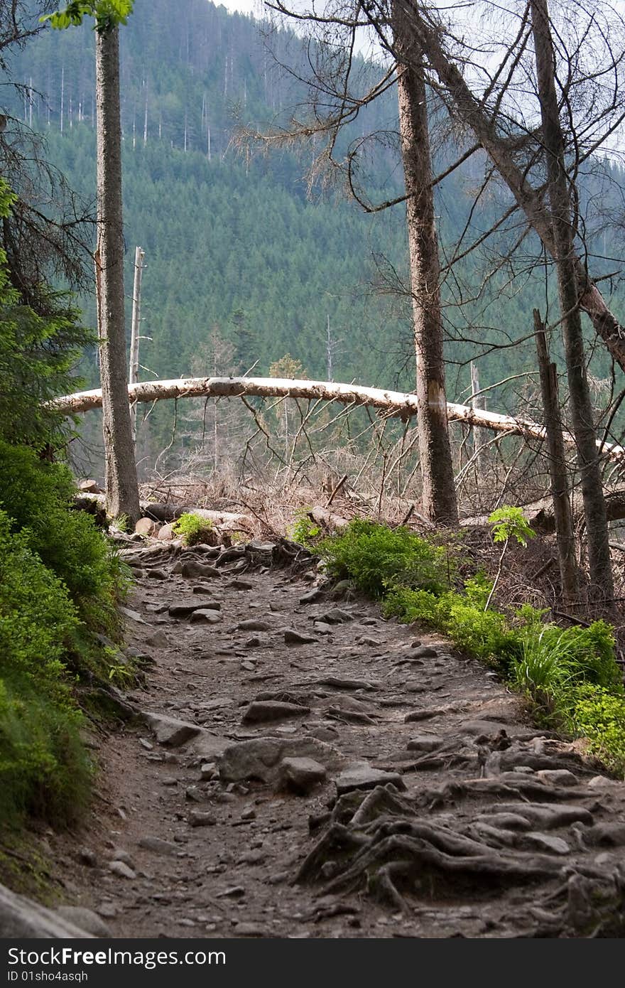 Neighbourhoods of Morskie Oko in The Tatra National Park. Neighbourhoods of Morskie Oko in The Tatra National Park.