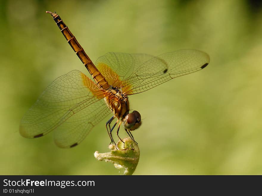 Dragonfly rest on plant with wings spread