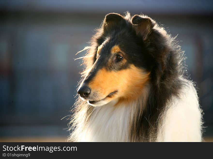 A dog Collie on the garden. A dog Collie on the garden