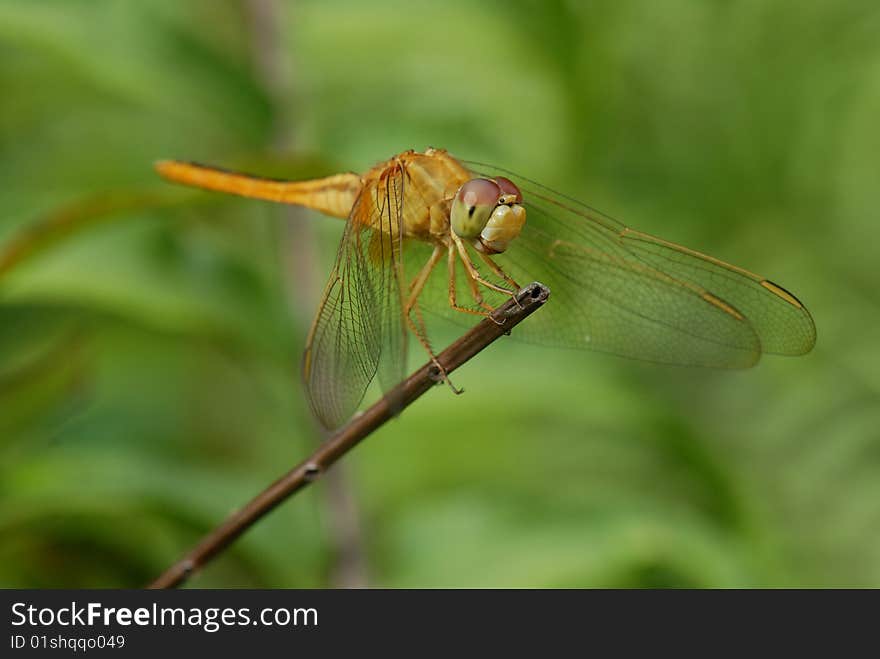 Dragonfly