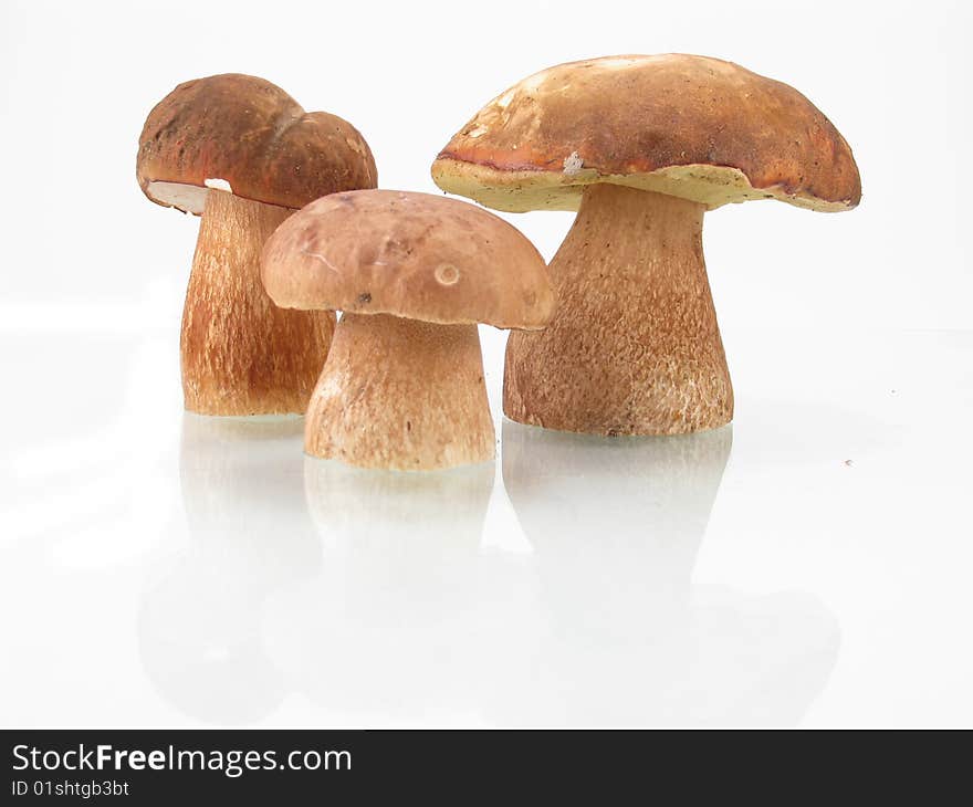 Boletus