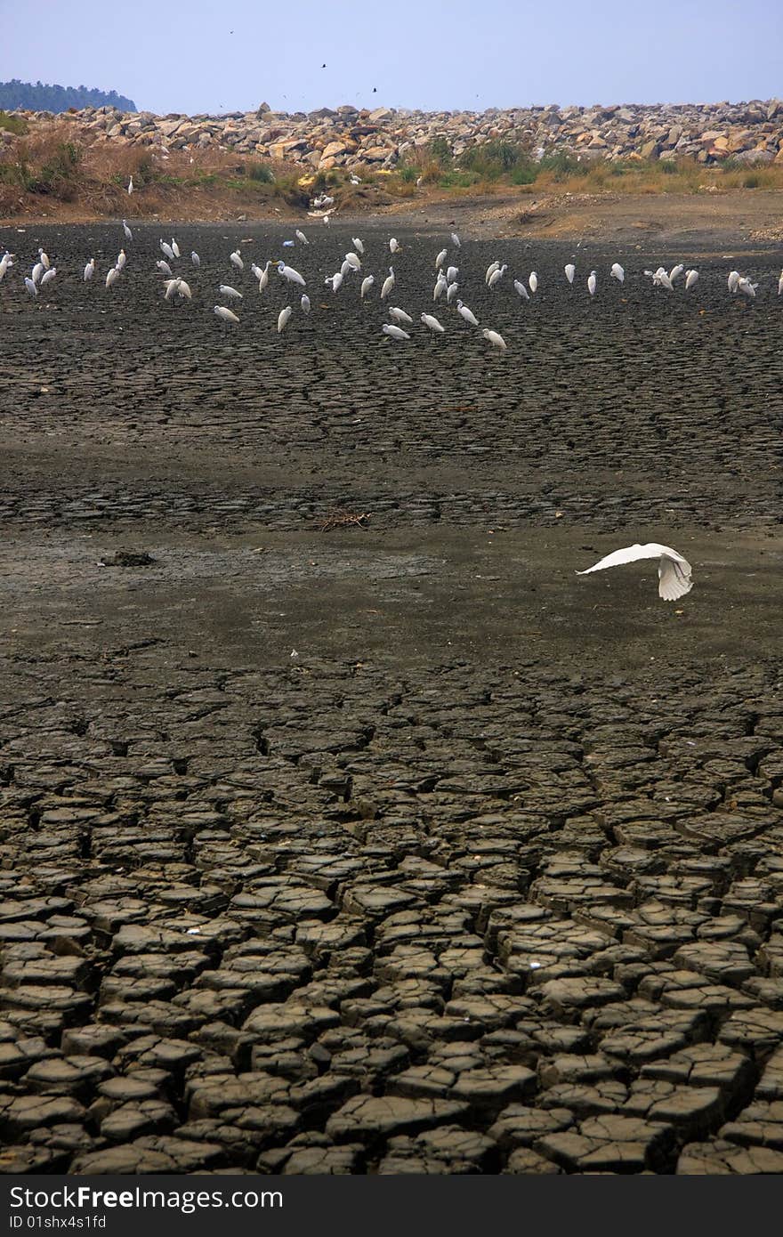 Egrets on cracky earth