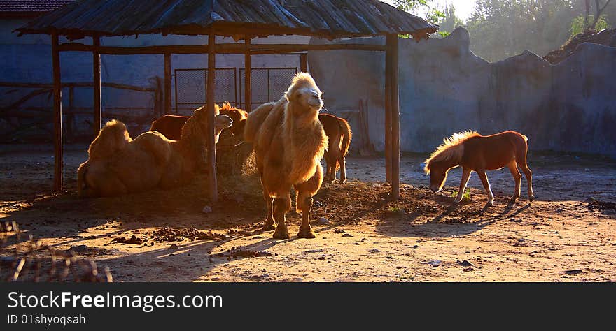 Camels and horses in the sunset