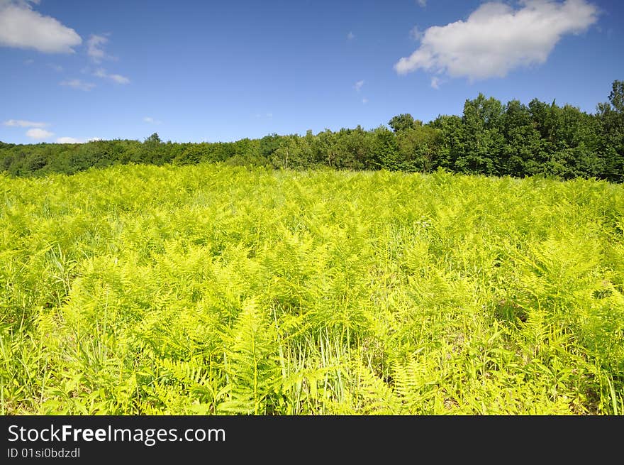 Fern Field