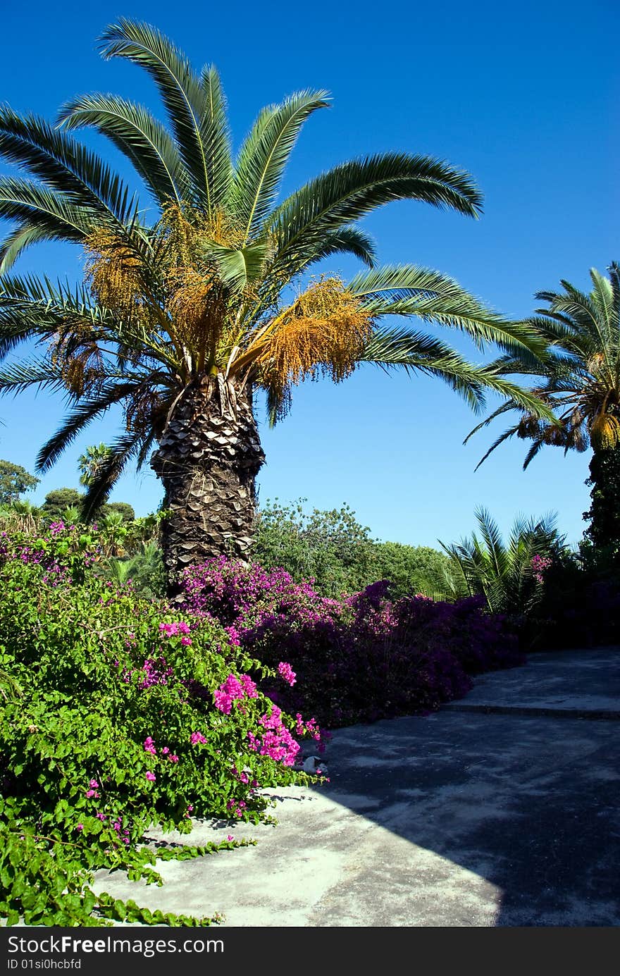 Palm tree surrounded by bougainvillea flowers in old town Kos, Greece