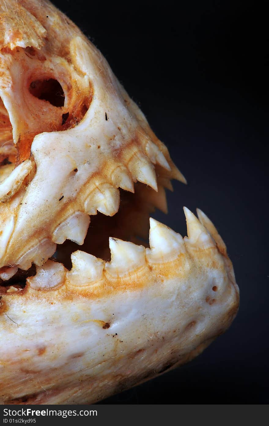 Large piranhas skeleton from the Amazon river.