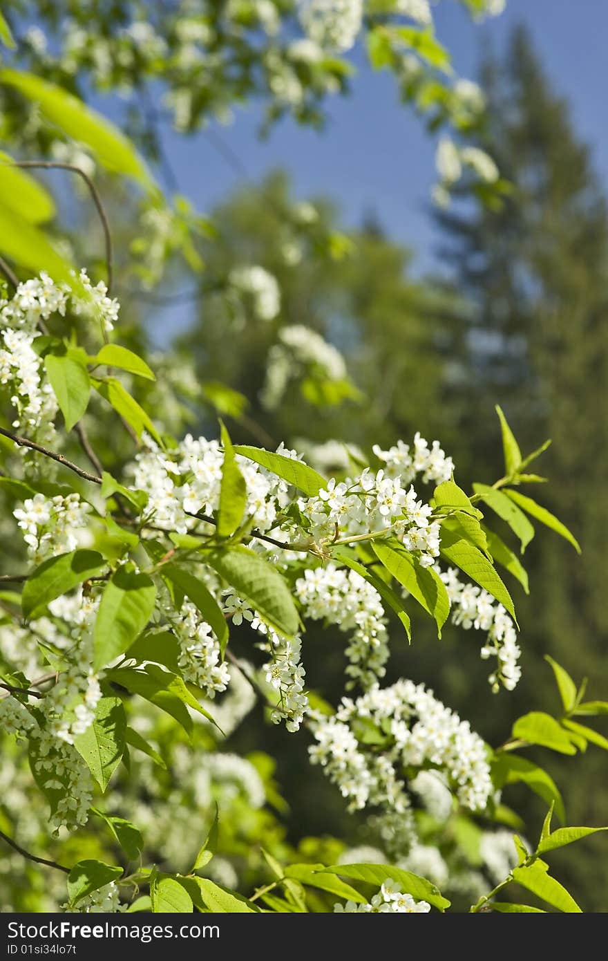 Flowering bird cherry branch in the forest