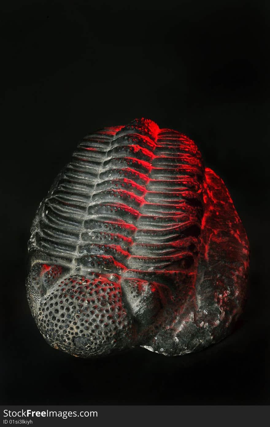 Large Trilobite 300 million years old from Alnif,Morocco.