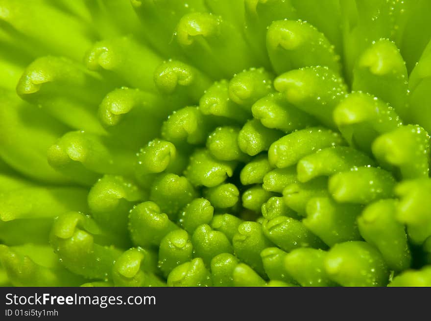 Very near the center of a flower. Very near the center of a flower.