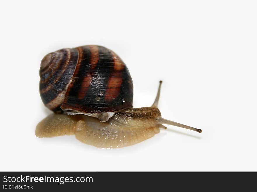 Snail on a white background