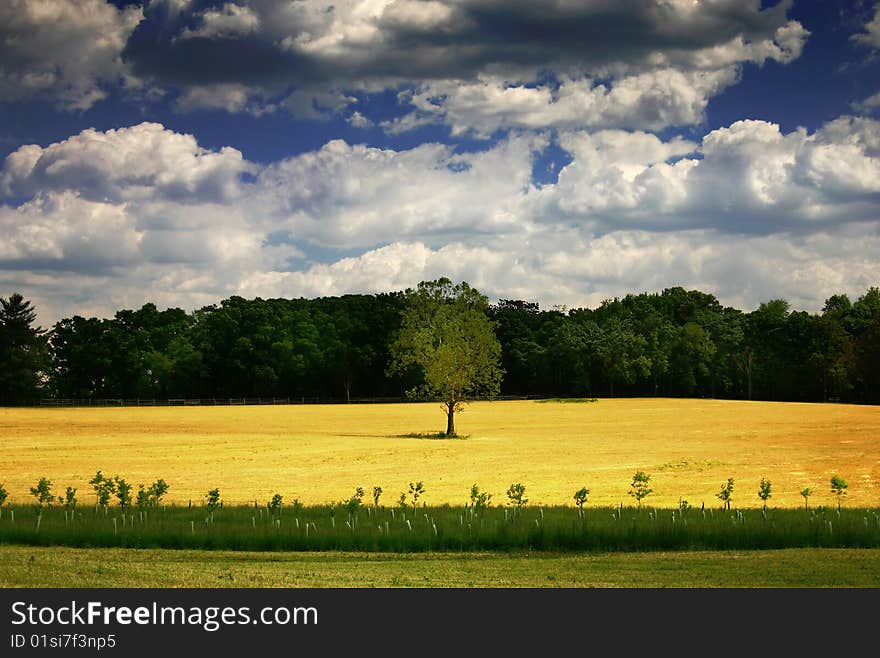 A field with clouds passing over head and a lone tree. A field with clouds passing over head and a lone tree