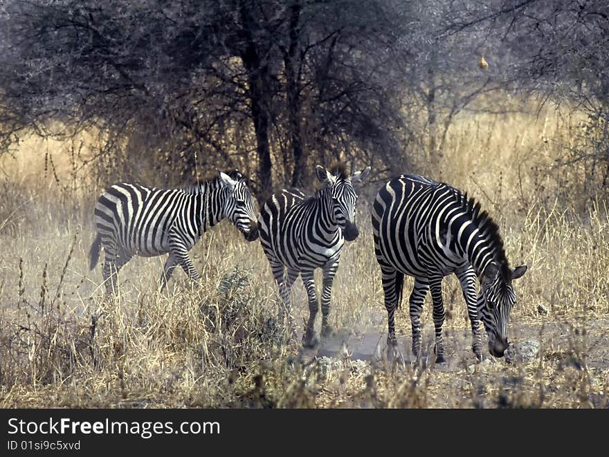 Zebras,Serengeti