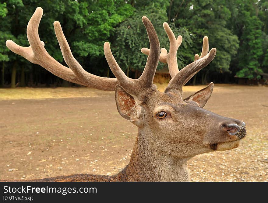 Prime stag with new antlers.